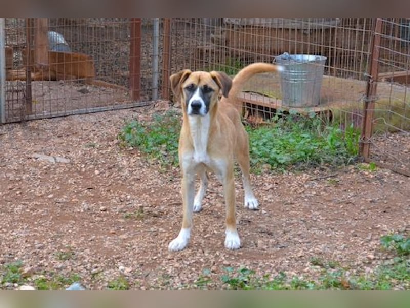Rocco - als Spielzeug angeschafft und schnell im Hinterhof an der Kette vergessen