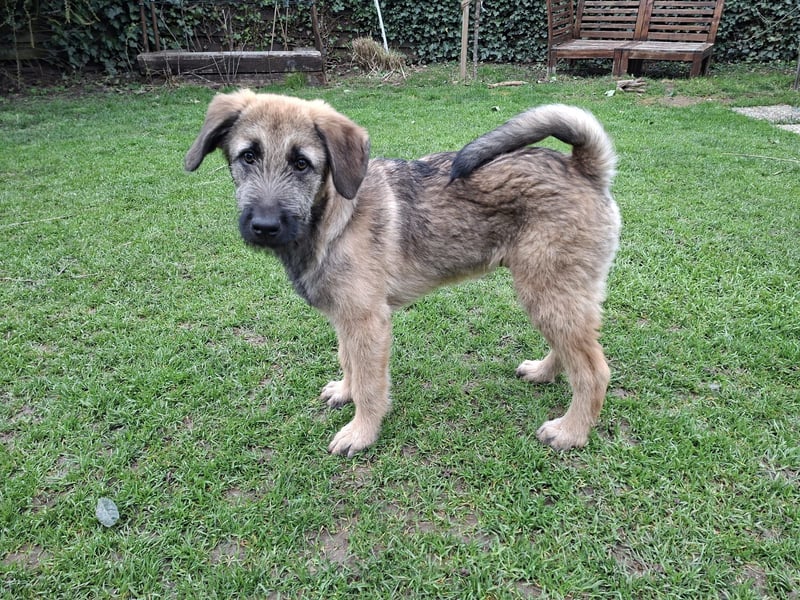 Zauberhafte Frohnatur Lias wartet bei Frankfurt a.M.