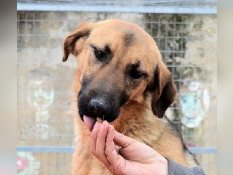 Saya - nach 7 Jahren jetzt eine tolle Verwandlung!