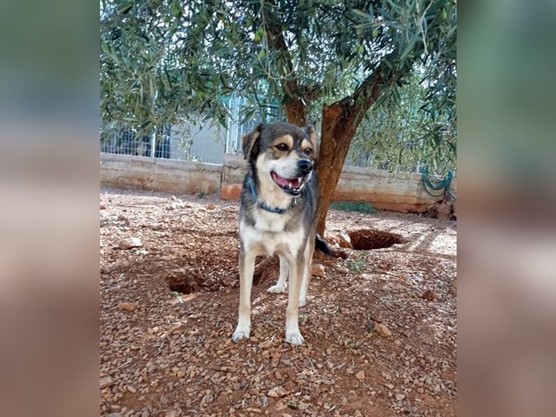 Bastian - Verschmust, verspielt, verliebt in Bälle