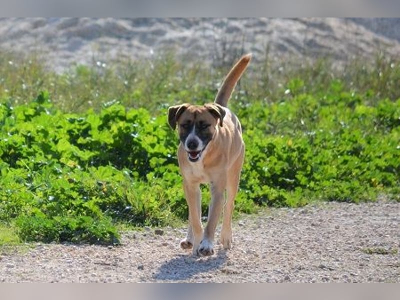 Rocco - als Spielzeug angeschafft und schnell im Hinterhof an der Kette vergessen