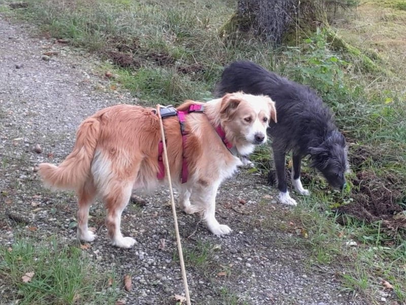 FIBI sucht ein Zuhause FIBI sucht ein Zuhause