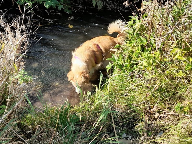 FIBI sucht ein Zuhause FIBI sucht ein Zuhause