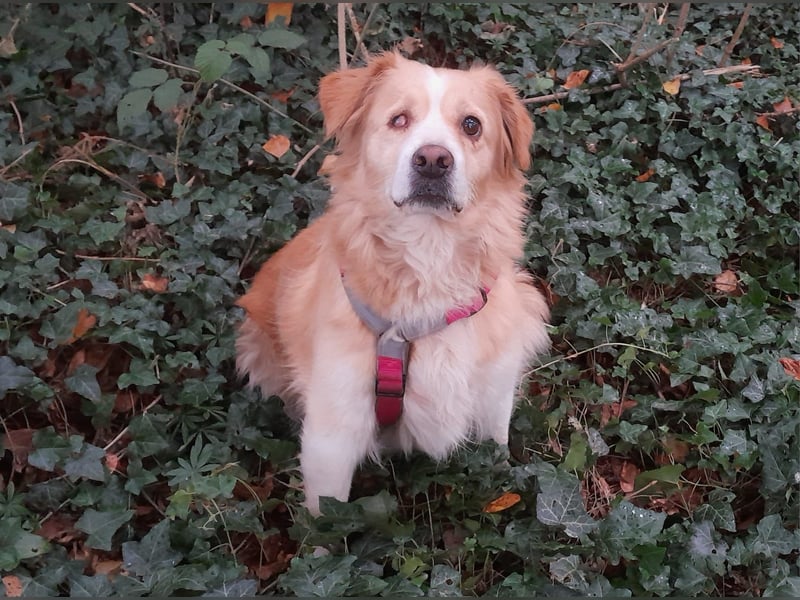 FIBI sucht ein Zuhause FIBI sucht ein Zuhause