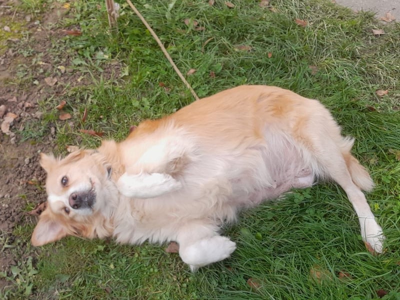 FIBI sucht ein Zuhause FIBI sucht ein Zuhause