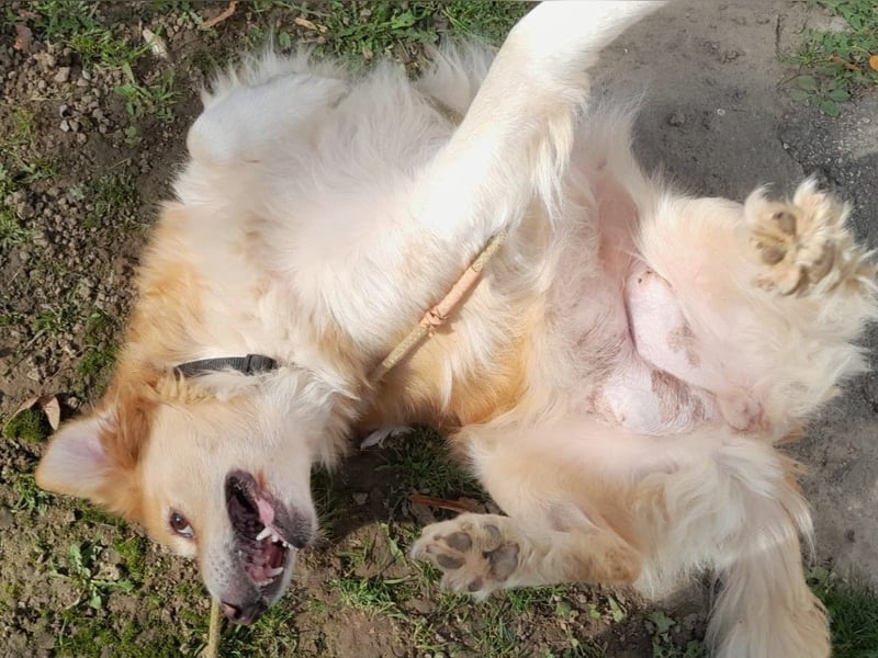 FIBI sucht ein Zuhause FIBI sucht ein Zuhause