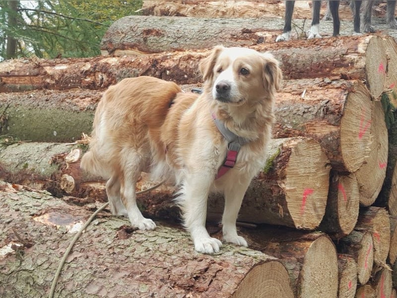 FIBI sucht ein Zuhause FIBI sucht ein Zuhause