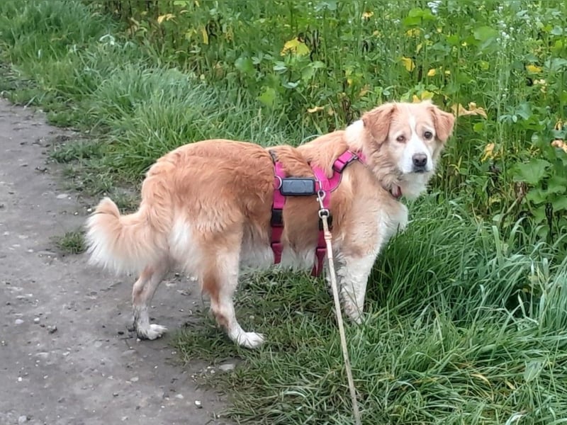 FIBI sucht ein Zuhause FIBI sucht ein Zuhause