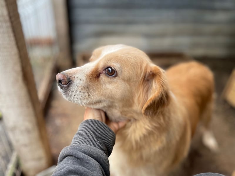 FIBI sucht ein Zuhause FIBI sucht ein Zuhause