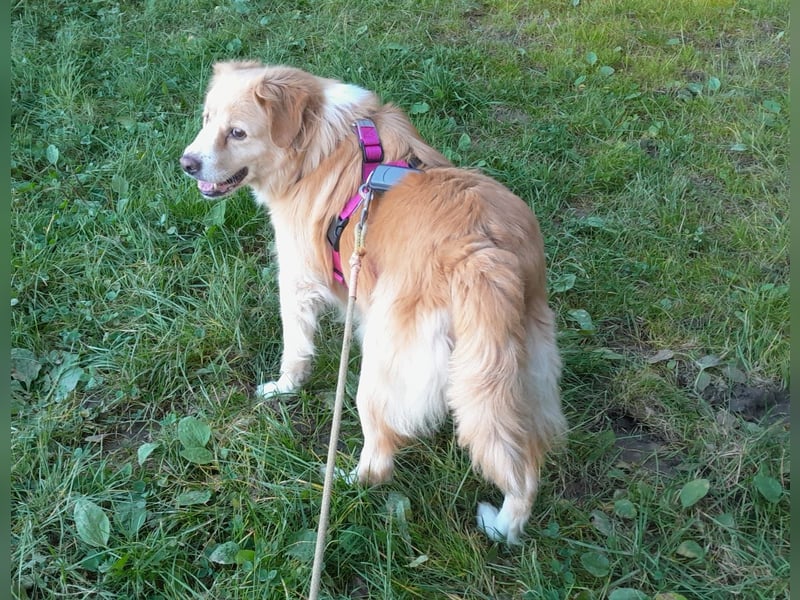 FIBI sucht ein Zuhause FIBI sucht ein Zuhause