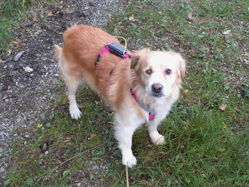 FIBI sucht ein Zuhause FIBI sucht ein Zuhause