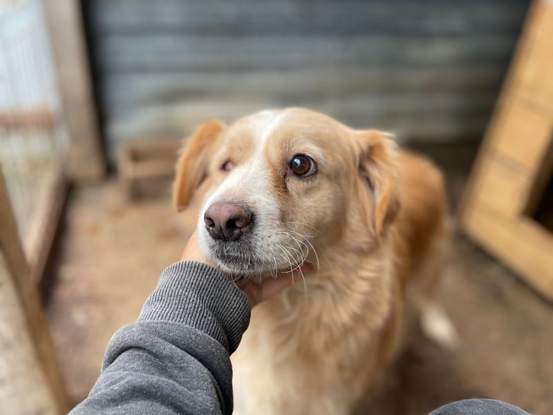 FIBI sucht ein Zuhause FIBI sucht ein Zuhause