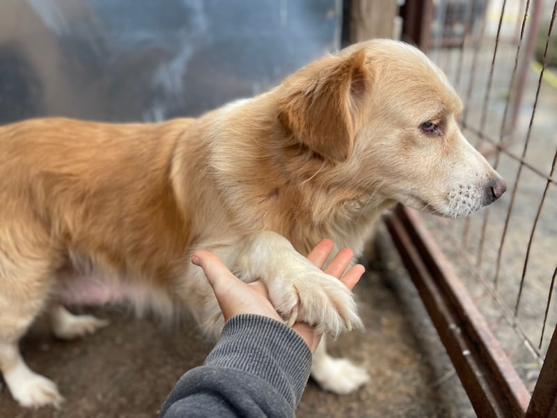 FIBI sucht ein Zuhause FIBI sucht ein Zuhause