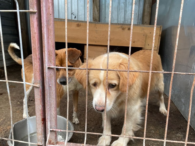 FIBI sucht ein Zuhause FIBI sucht ein Zuhause