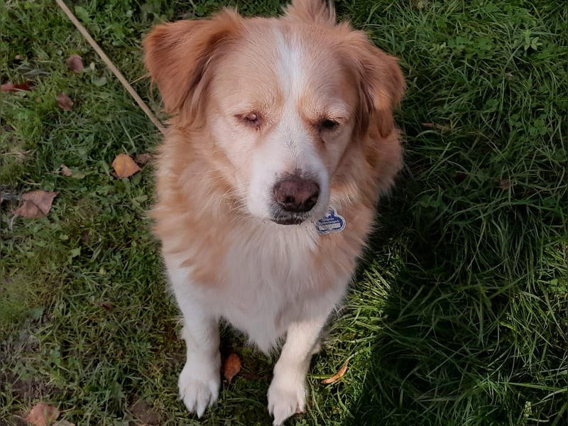 FIBI sucht ein Zuhause FIBI sucht ein Zuhause