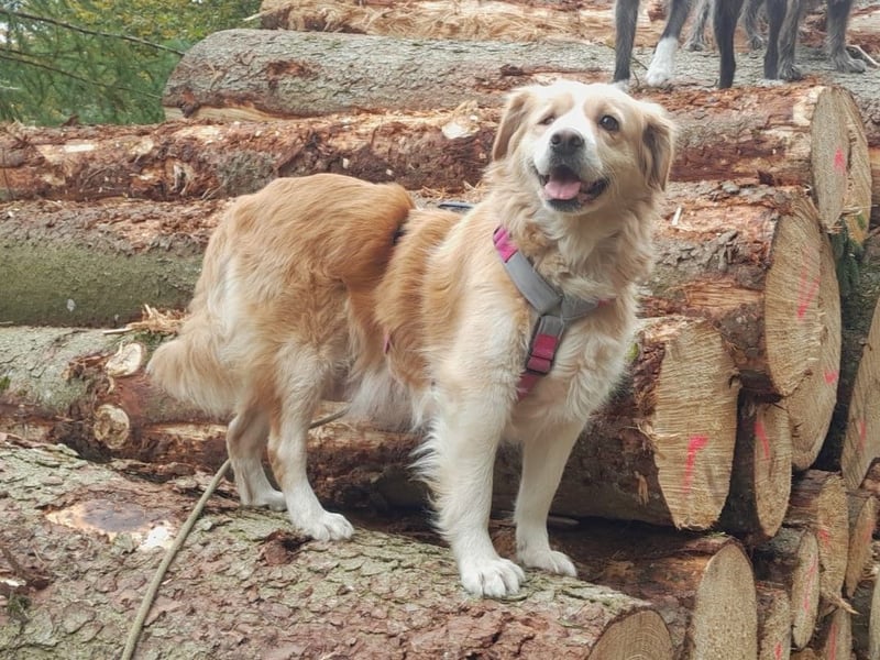 FIBI sucht ein Zuhause FIBI sucht ein Zuhause