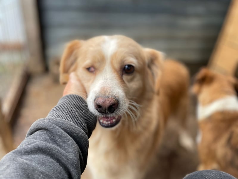 FIBI sucht ein Zuhause FIBI sucht ein Zuhause