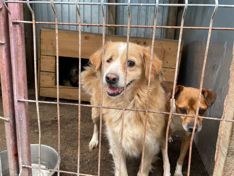 FIBI sucht ein Zuhause FIBI sucht ein Zuhause