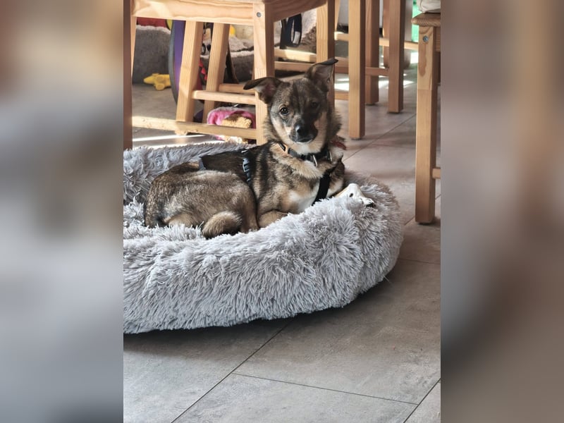 Fine❤️(43 cm, 10 kg) sucht liebevolle Hundekenner