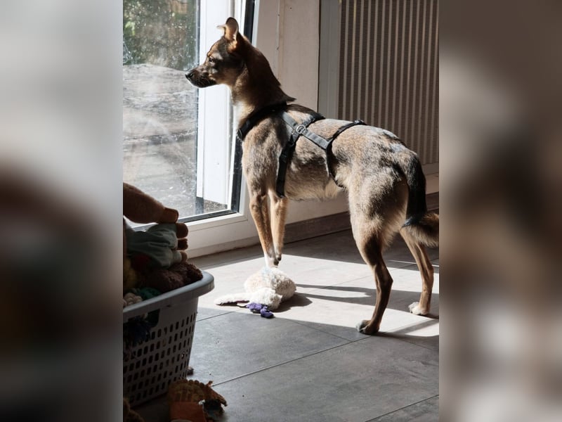 Fine❤️(43 cm, 10 kg) sucht liebevolle Hundekenner