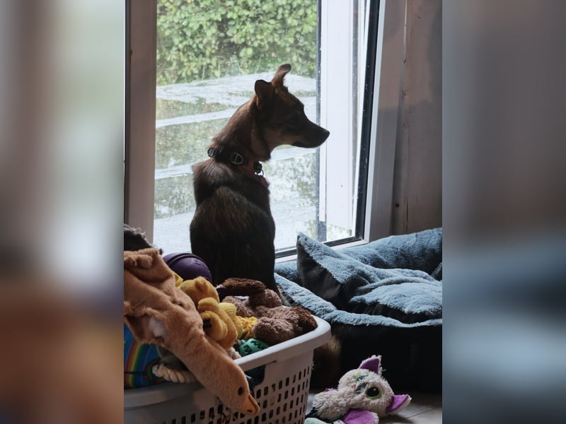 Fine❤️(43 cm, 10 kg) sucht liebevolle Hundekenner