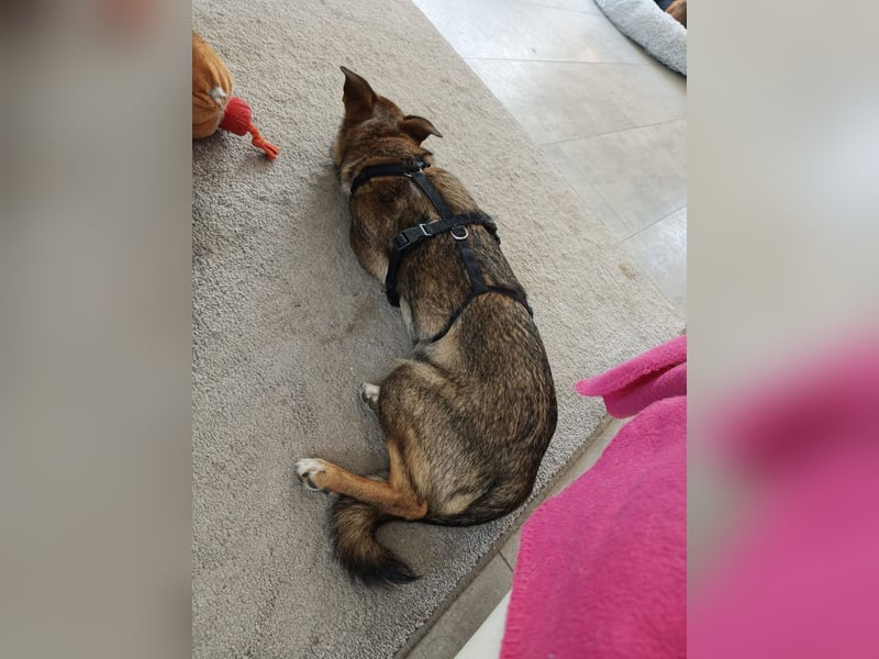 Fine❤️(43 cm, 10 kg) sucht liebevolle Hundekenner