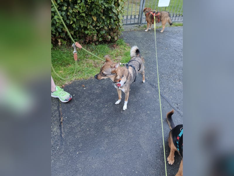 Fine❤️(43 cm, 10 kg) sucht liebevolle Hundekenner