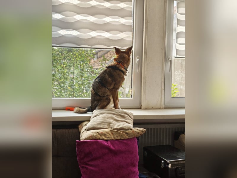 Fine❤️(43 cm, 10 kg) sucht liebevolle Hundekenner