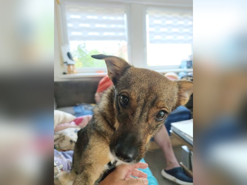 Fine❤️(43 cm, 10 kg) sucht liebevolle Hundekenner