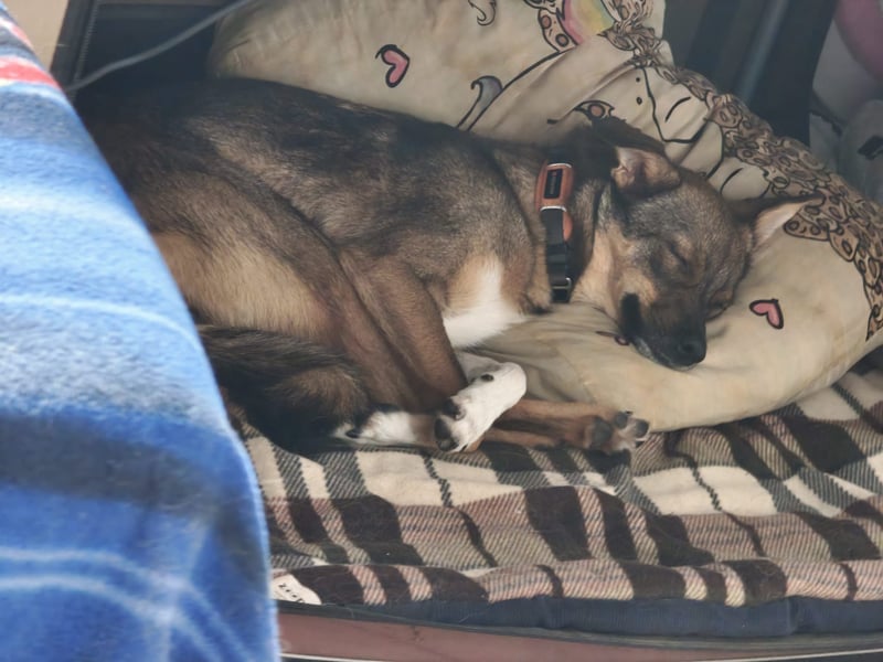 Fine❤️(43 cm, 10 kg) sucht liebevolle Hundekenner