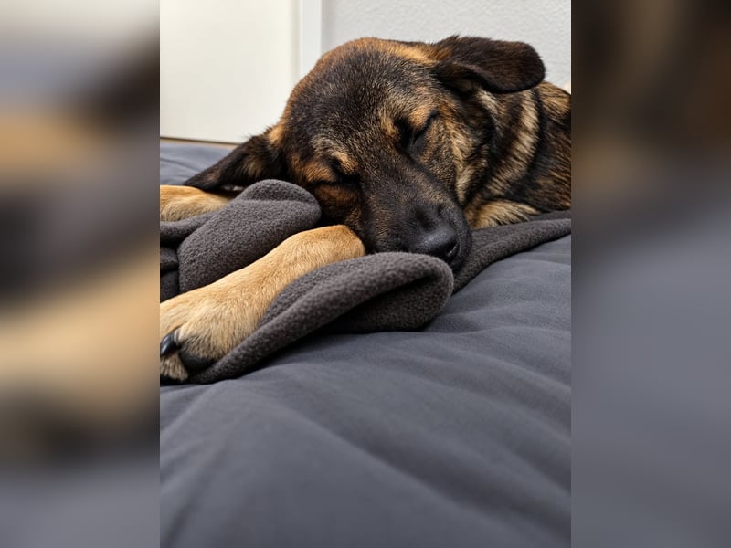 Rüde Lenny – coole Socke mit viel Potenzial