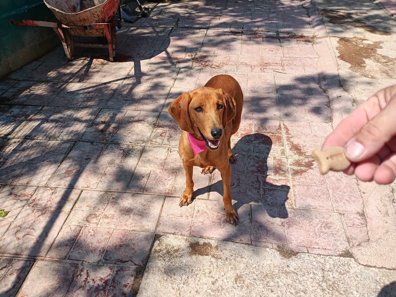  ROZOULA – Zauberhafte Herzenshündin auf der Suche nach ihrem Glück 