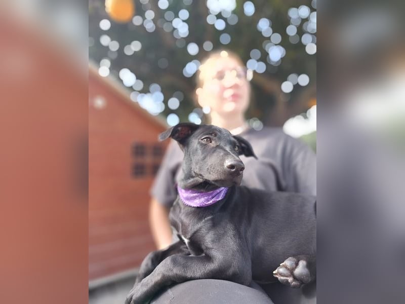 Margo, ein süßes Hundemädchen