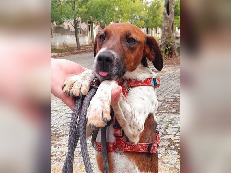 Piri Piri, der langbeinige Schönling