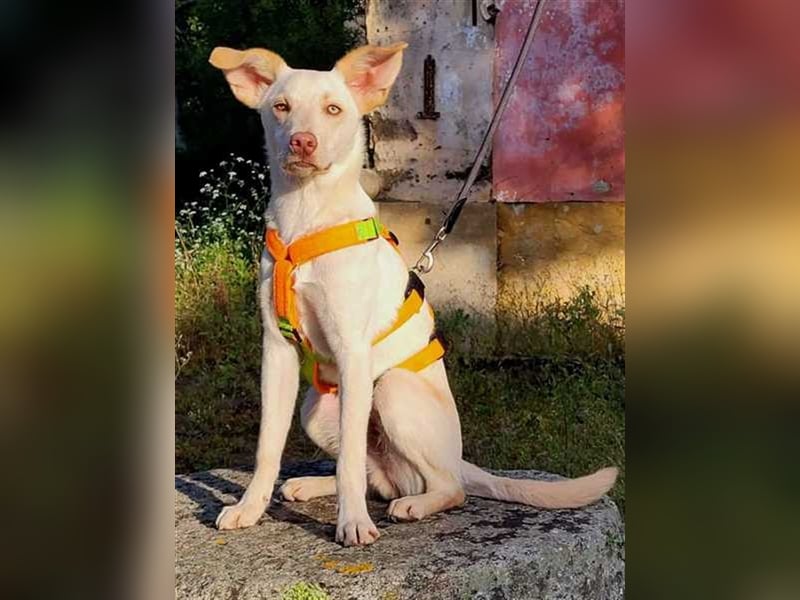 Alberto, etwas zurück geworfen