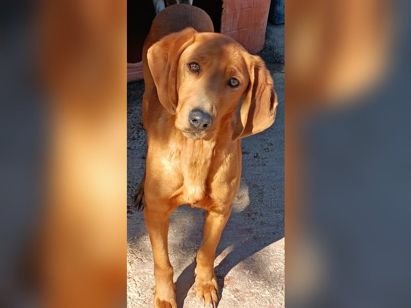  ROZOULA – Zauberhafte Herzenshündin auf der Suche nach ihrem Glück 