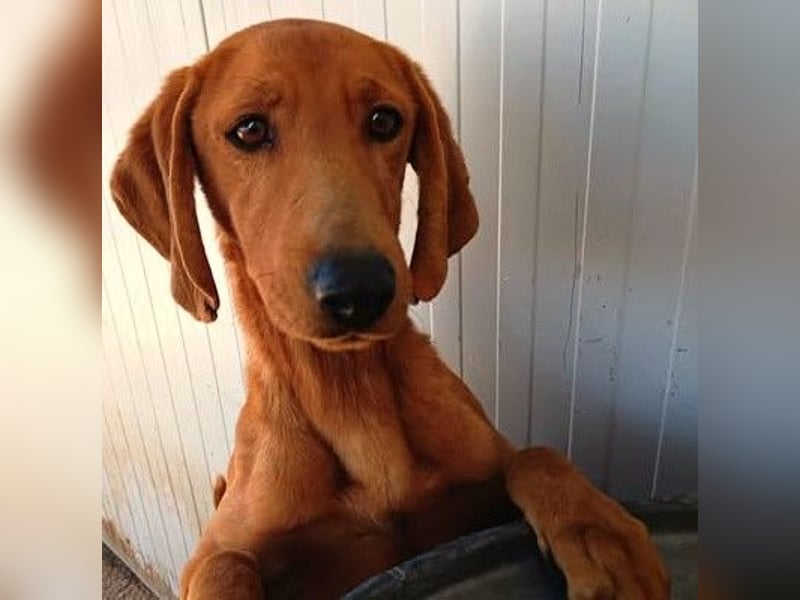  ROZOULA – Zauberhafte Herzenshündin auf der Suche nach ihrem Glück 