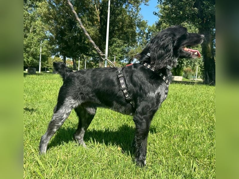 Kiwi - Der anhängliche