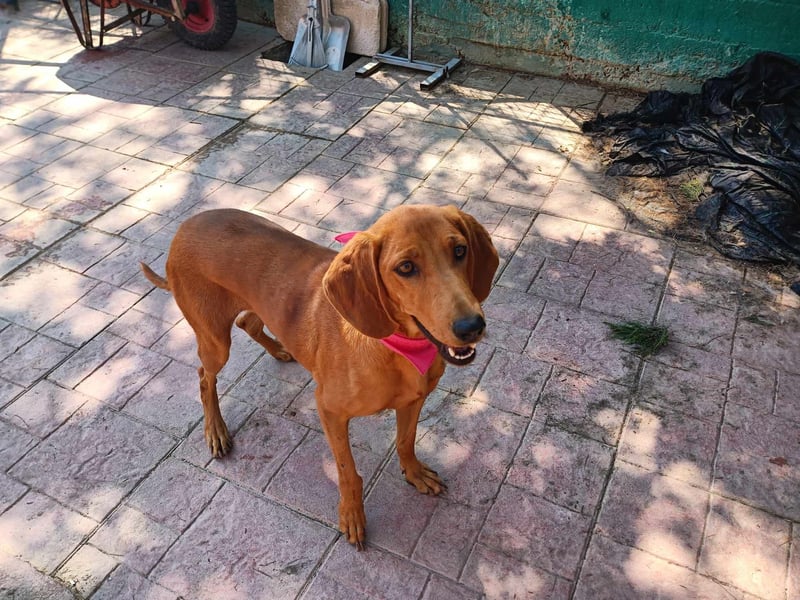  ROZOULA – Zauberhafte Herzenshündin auf der Suche nach ihrem Glück 