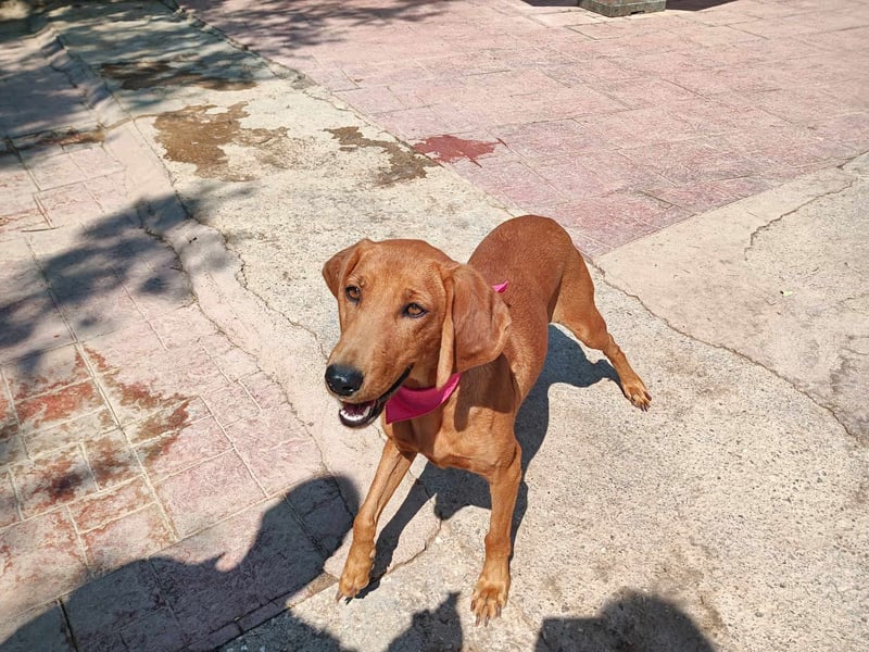  ROZOULA – Zauberhafte Herzenshündin auf der Suche nach ihrem Glück 