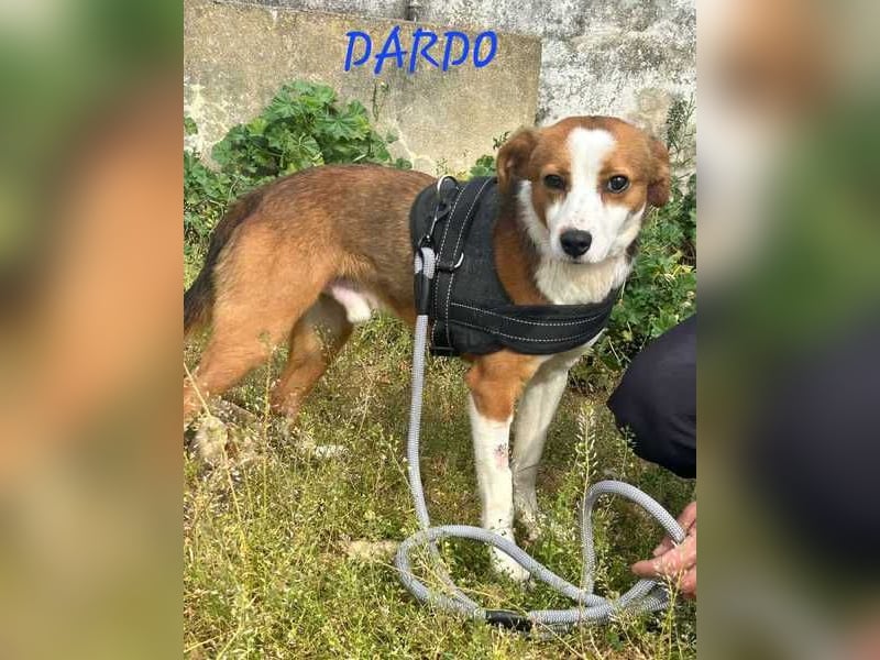 Dardo, offen für alles