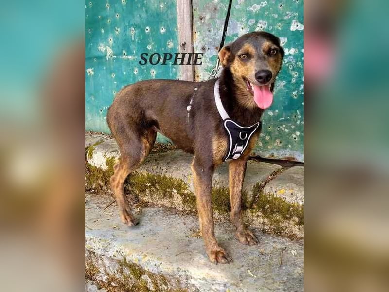 Sophie, verhinderte Jagdhündin?
