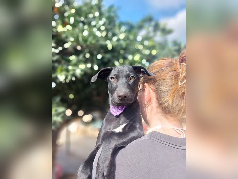 Margo, ein süßes Hundemädchen