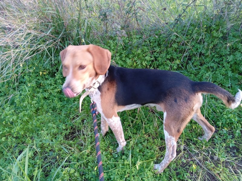 Ivan sucht ein zu Hause