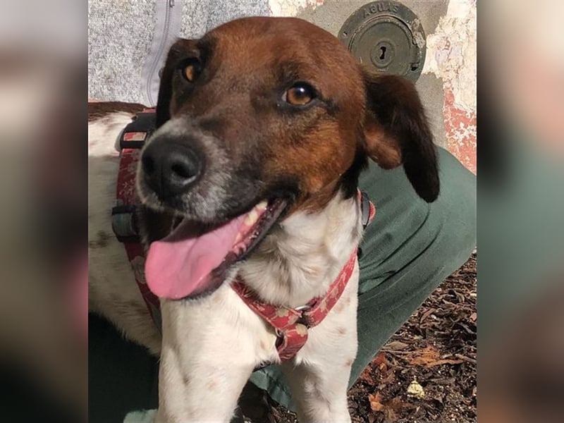 Piri Piri, der langbeinige Schönling