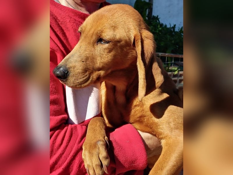  ROZOULA – Zauberhafte Herzenshündin auf der Suche nach ihrem Glück 