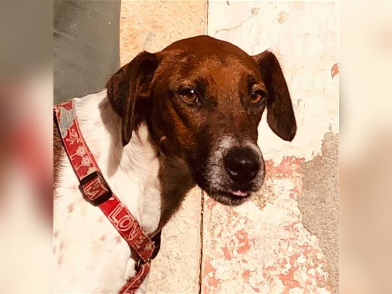 Piri Piri, der langbeinige Schönling