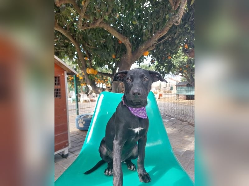 Margo, ein süßes Hundemädchen