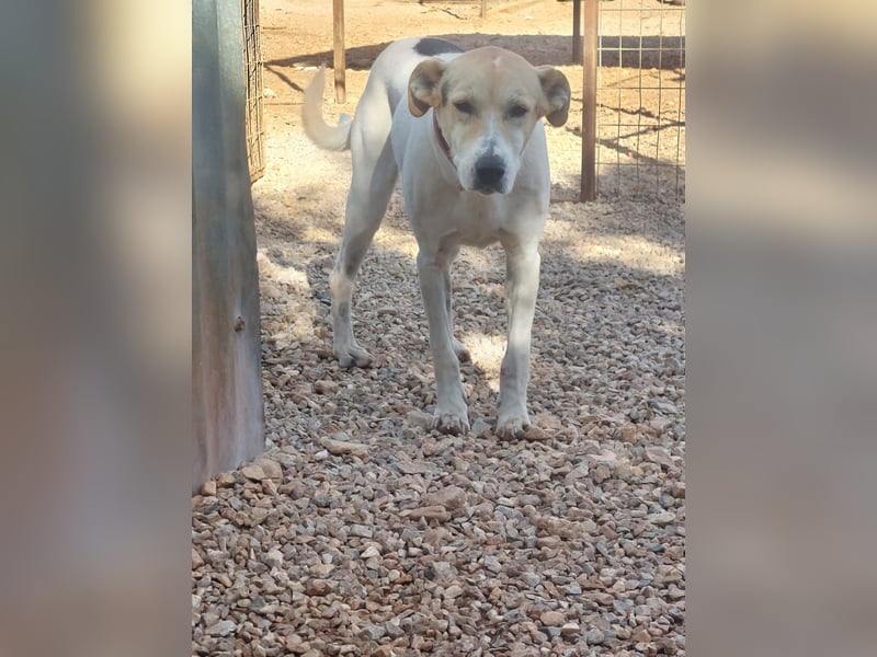  SARAH – Eine treue Seele auf der Suche nach einem Neuanfang ➡️