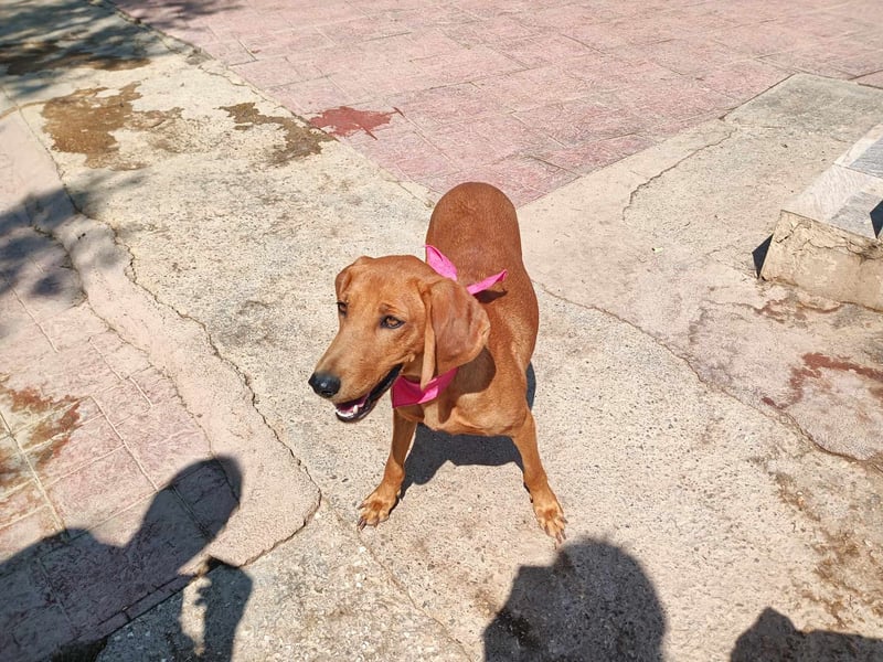  ROZOULA – Zauberhafte Herzenshündin auf der Suche nach ihrem Glück 